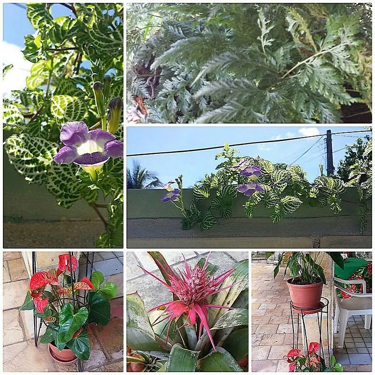 Pousada Das Bromelias Porto de Galinhas Hotel